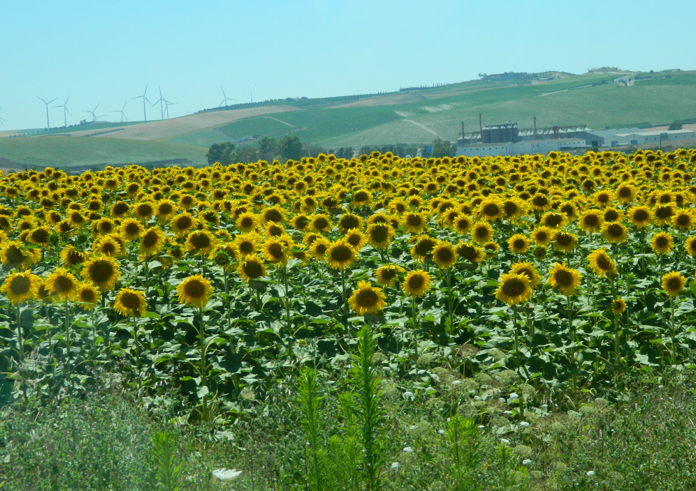 Sonnenblumenfeld